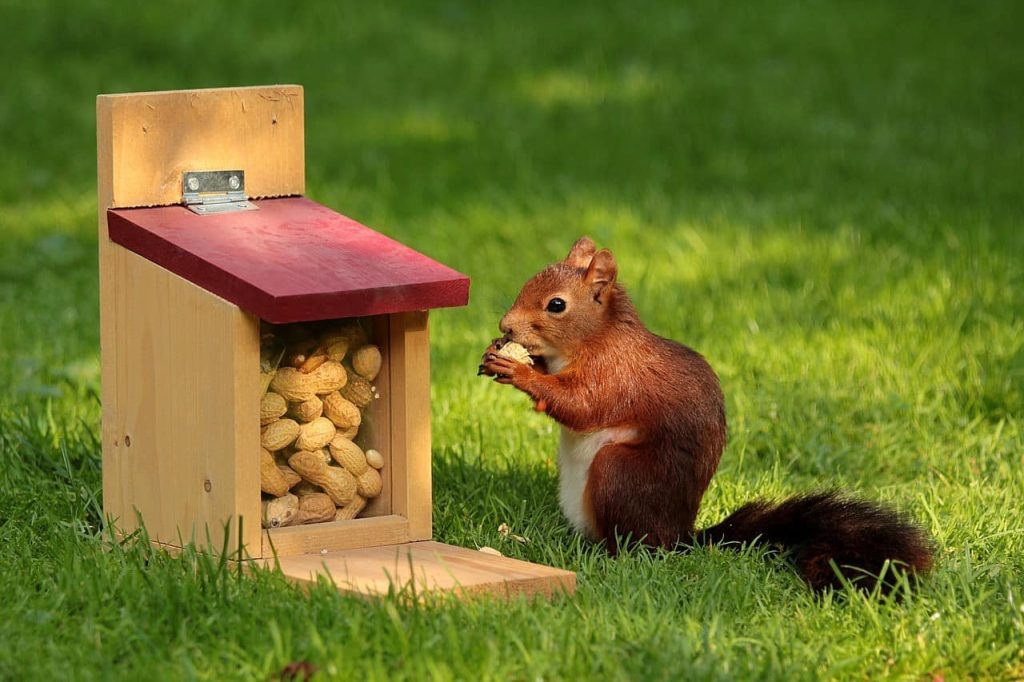 squirrel with a box of nuts