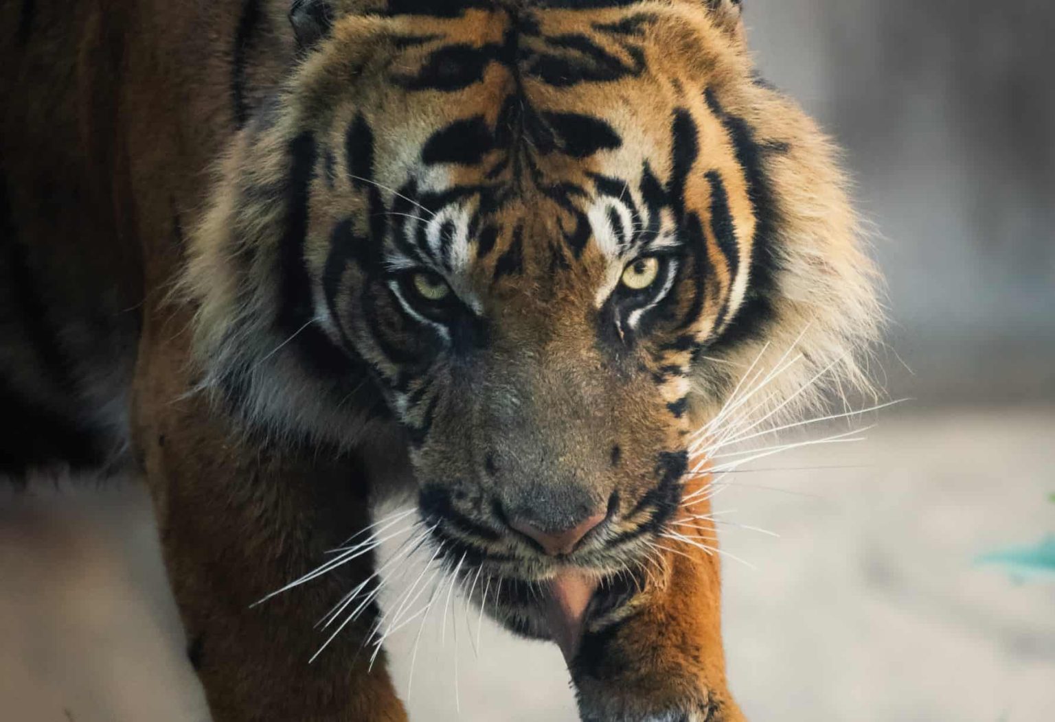 Biblical Meaning of Tiger in Dreams (6 Good & Evil Signs)