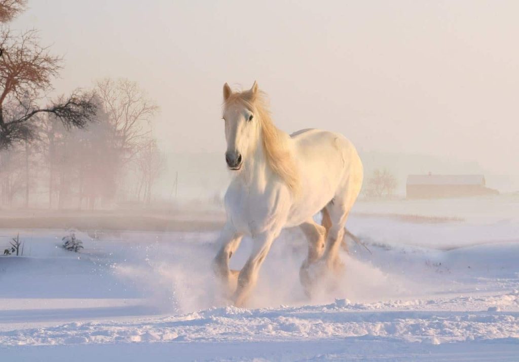 white horse running