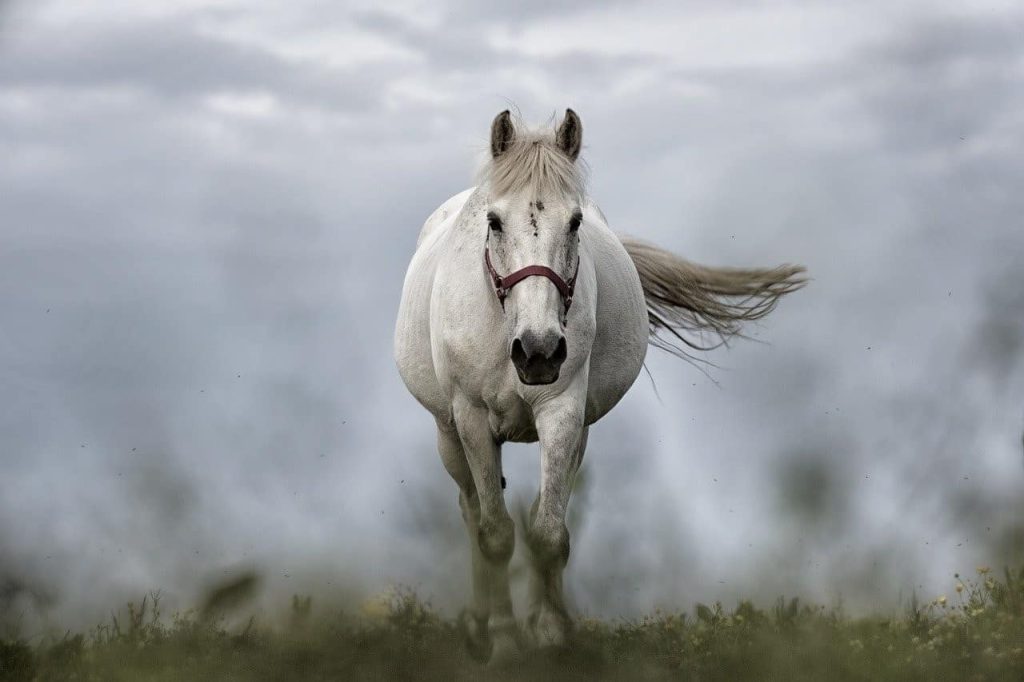 white horse running with fog behind
