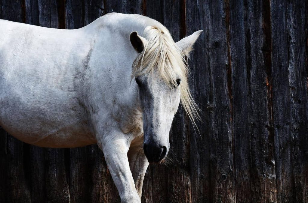 white horse staring straight at the camera