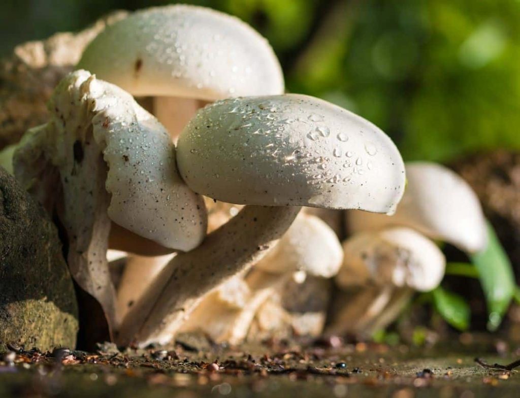 white mushrooms