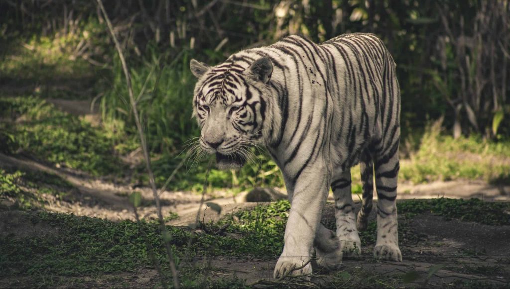 white tiger