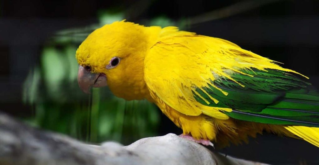 yellow parrot