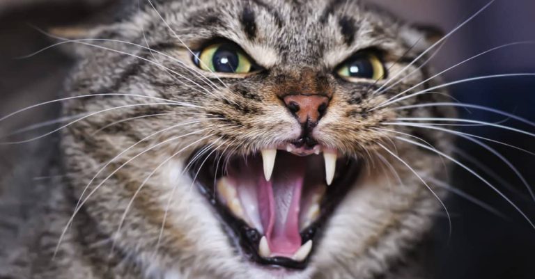 21 Spiritual Meanings of Dreams About Cat Attacking Me & Biting