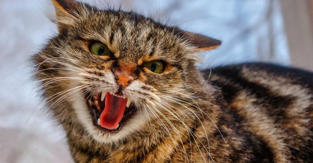 angry cat showing its fangs