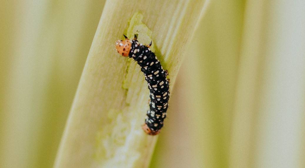 10 Spiritual Meanings When You Dream About Caterpillars