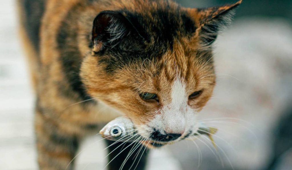 cat with fish on mouth