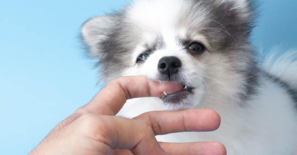 cute pomeranian biting finger