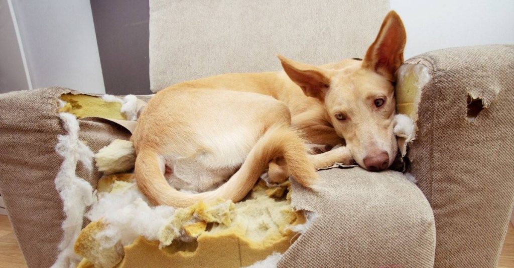 dog after destroying sofa