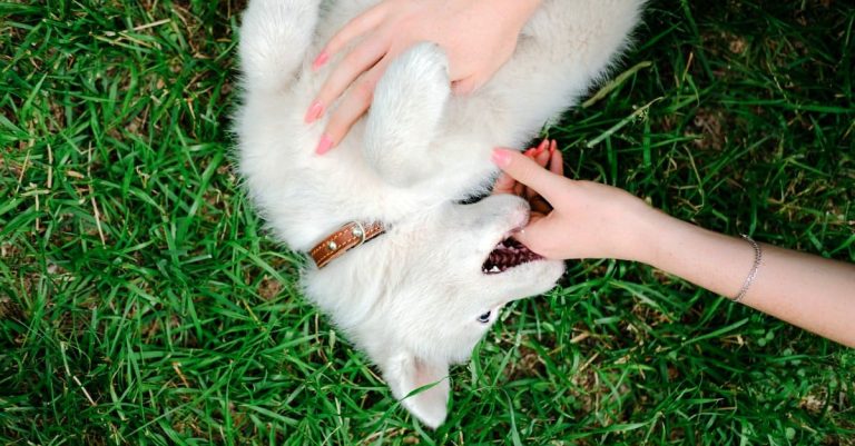 9 Spiritual Meanings When You Dream of Dog Biting You