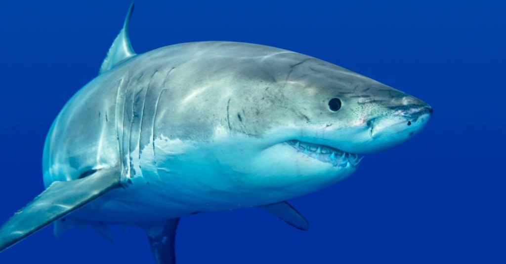 great white shark swimming