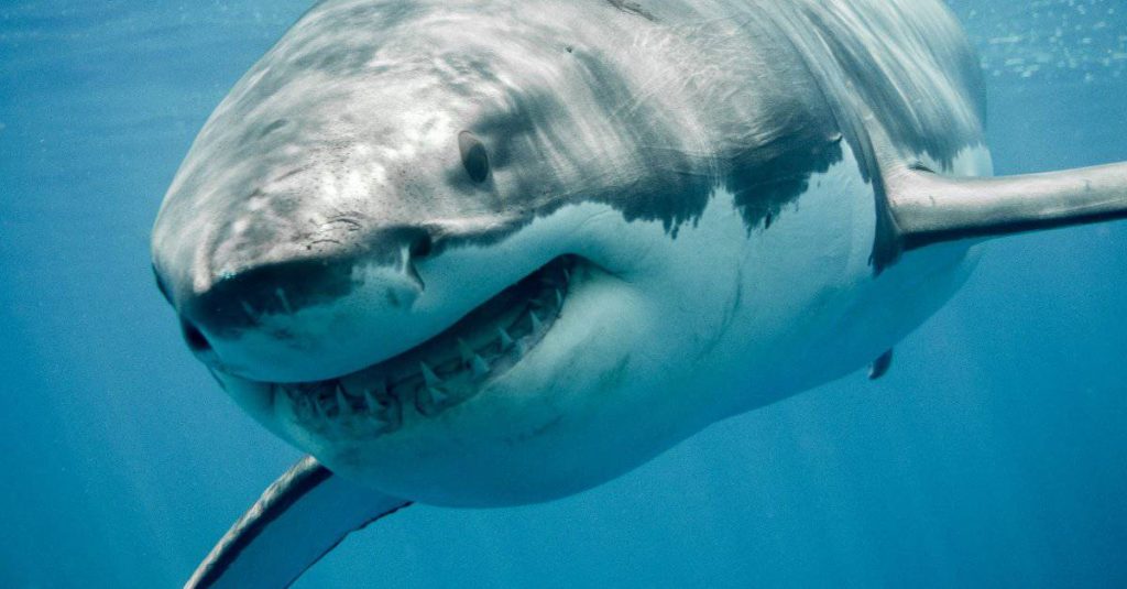 great white shark smiling