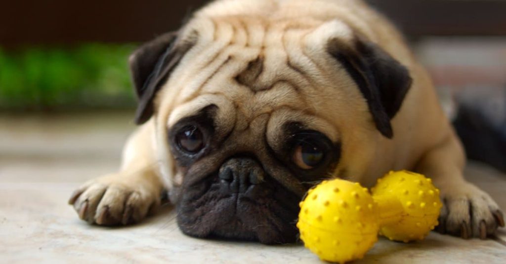 6 Spiritual Meanings When You Dream of Dog Poop