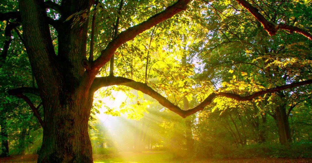 Biblical Meanings of Trees in Dreams (Explained)