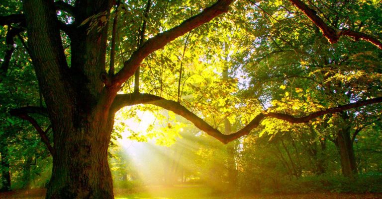 7 Spiritual Biblical Meanings of Trees In Dreams