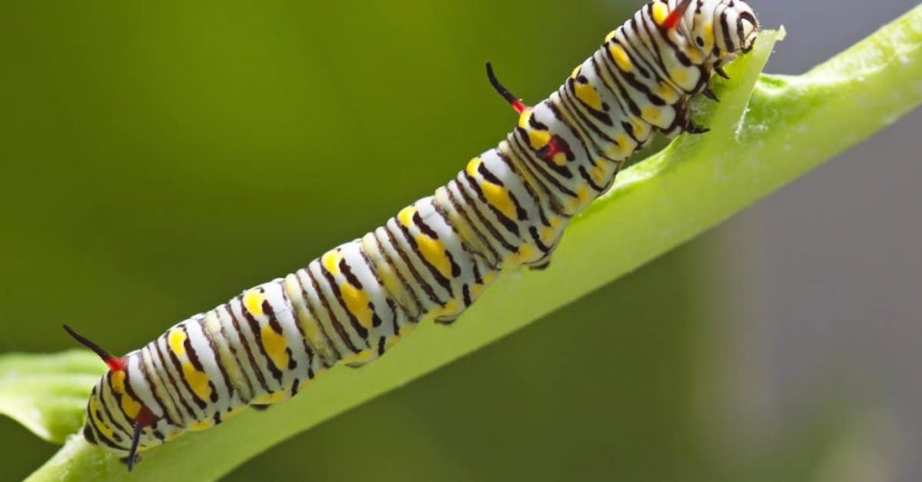 10 Spiritual Meanings When You Dream About Caterpillars