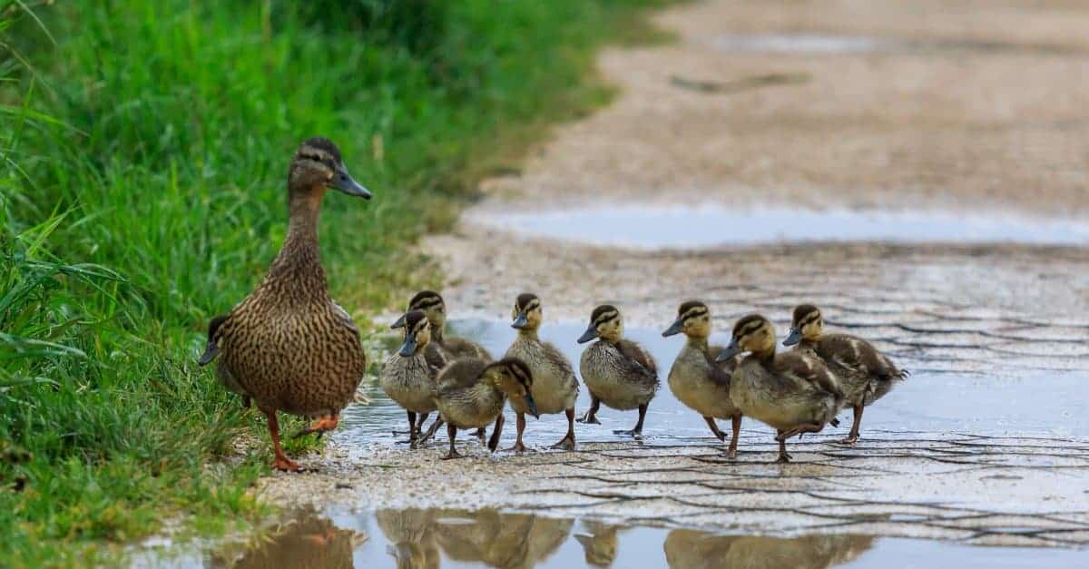 mother duck walking with ducklings