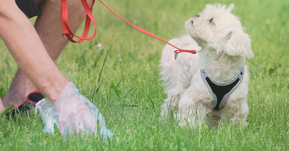 6 Spiritual Meanings When You Dream of Dog Poop