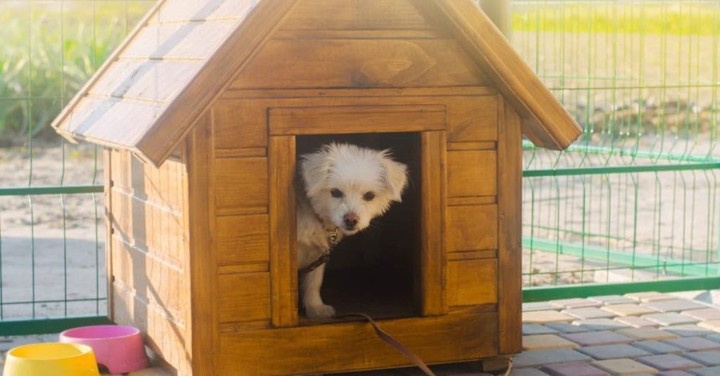 pooch in a kennel