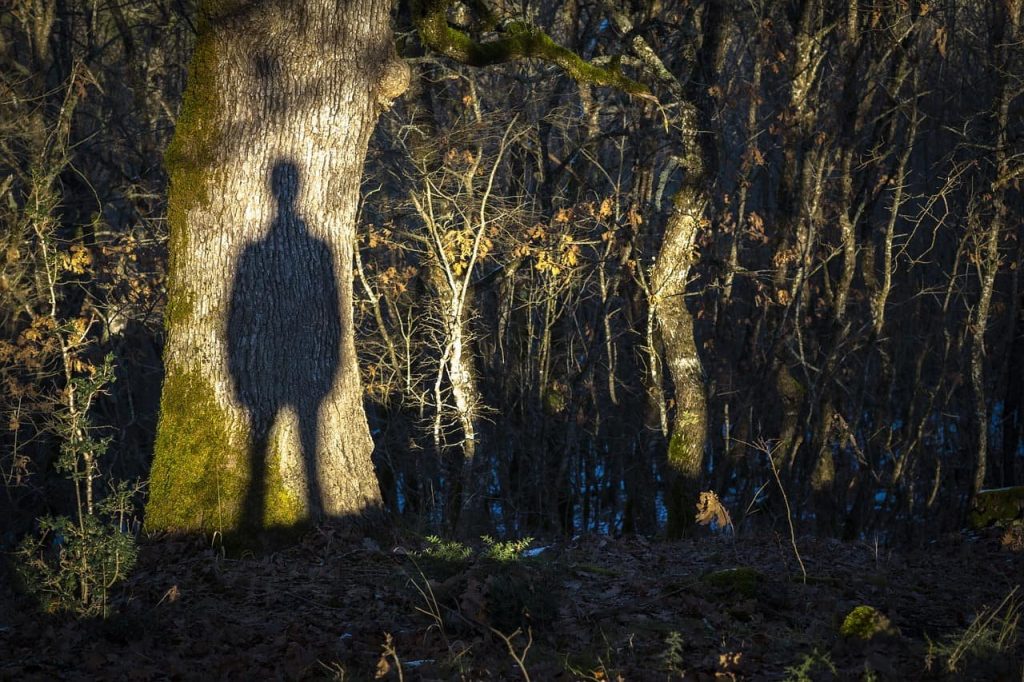 shadow of a man on a tree