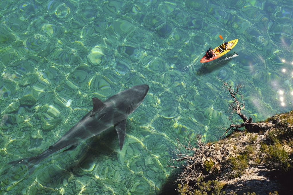 shark stalking a person