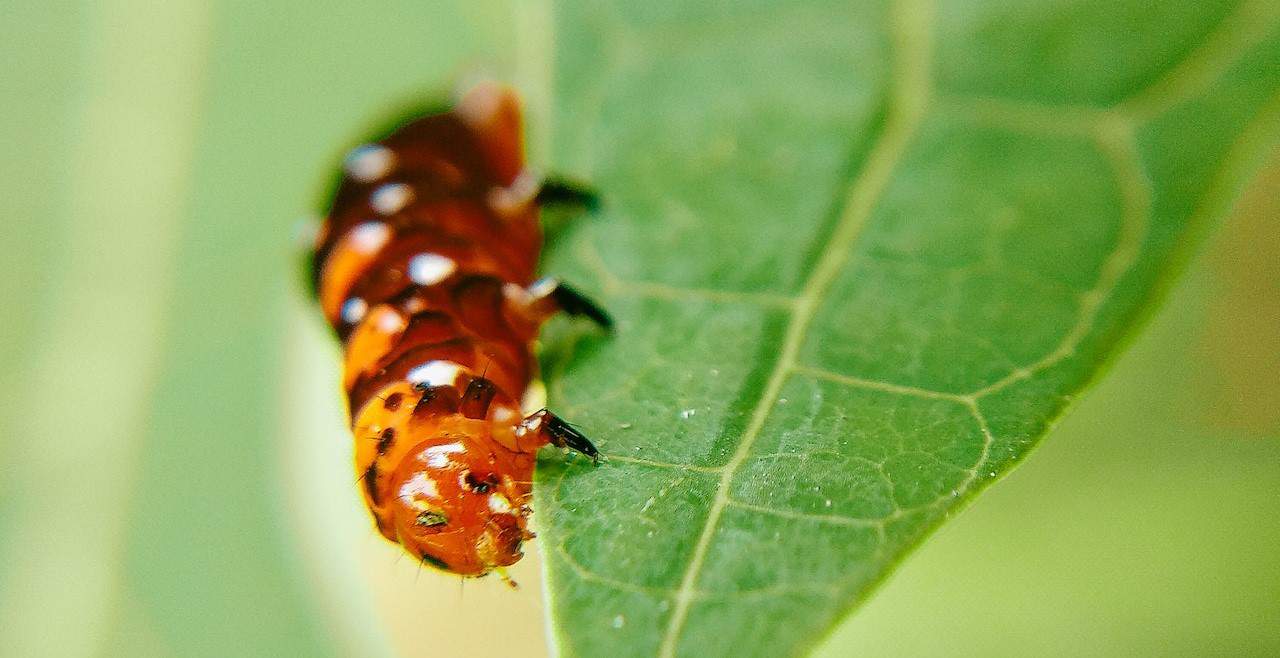 10 Spiritual Meanings When You Dream About Caterpillars