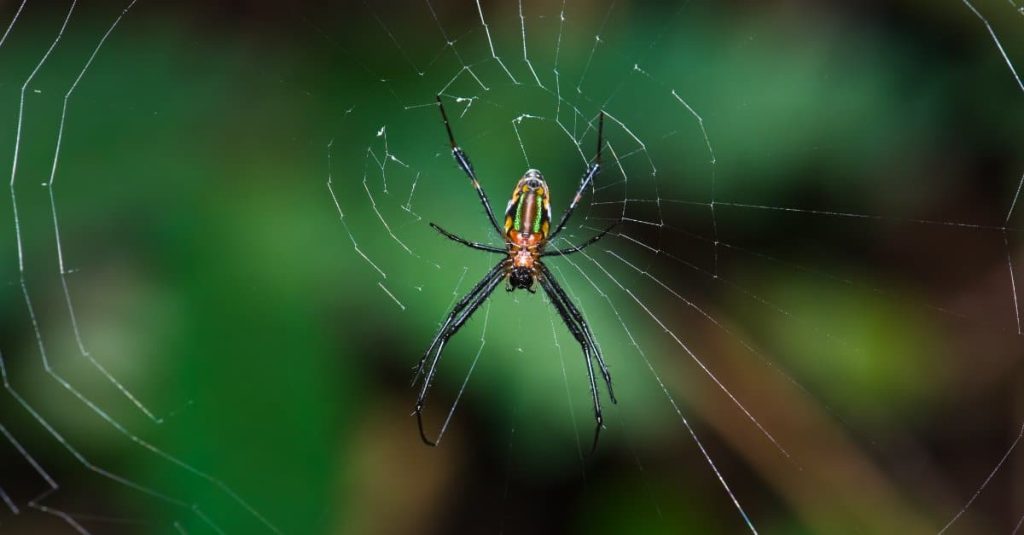 spider in a web