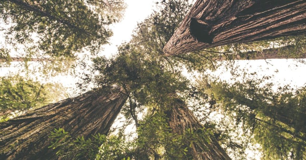 tall trees at the redwood place