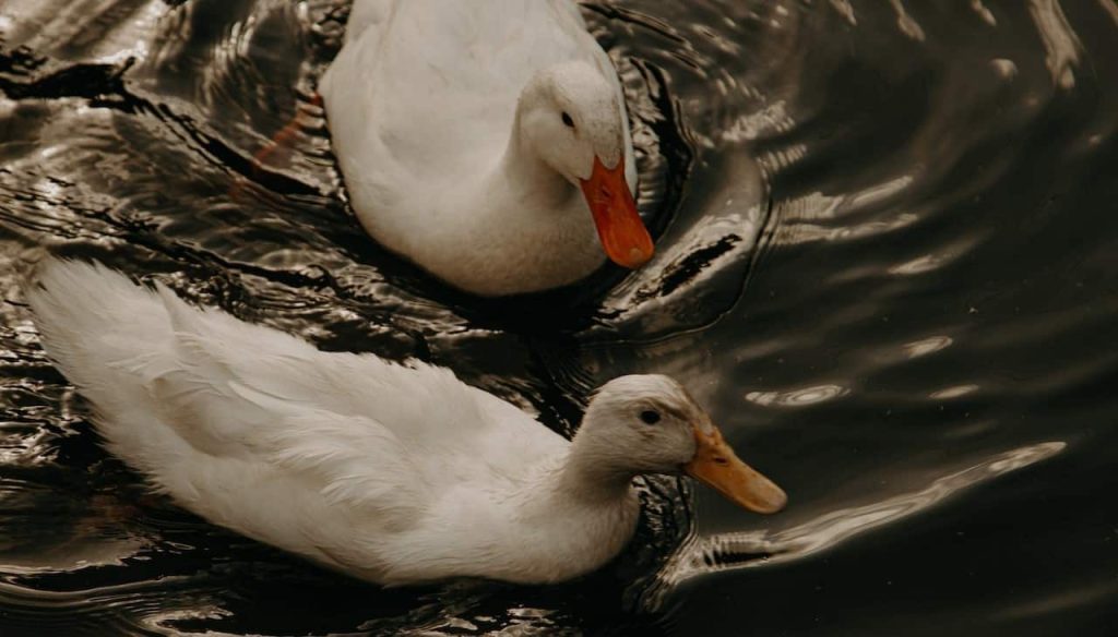 white ducks on water