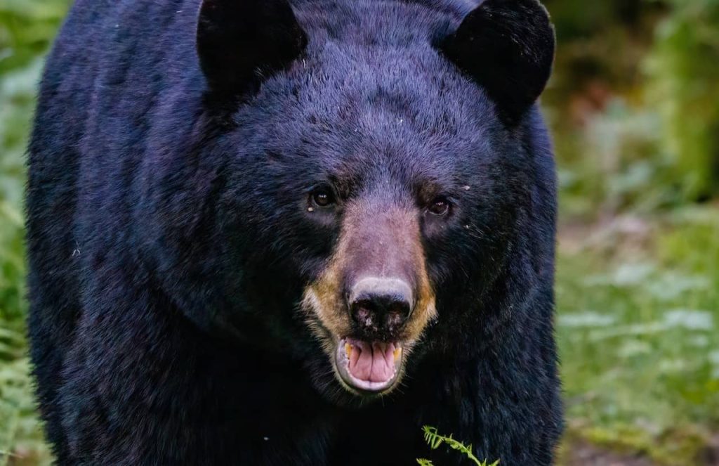 angry black bear