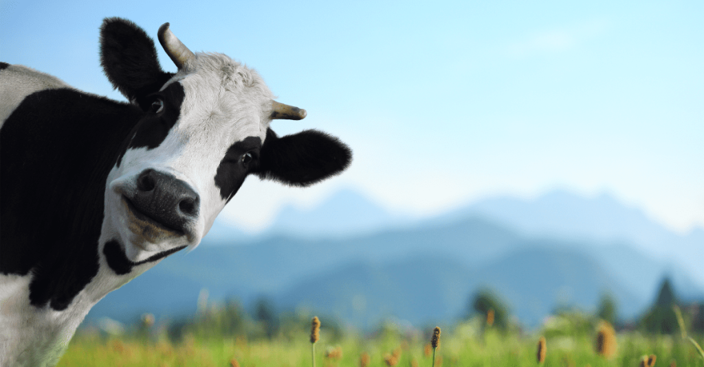 cow dream meaning