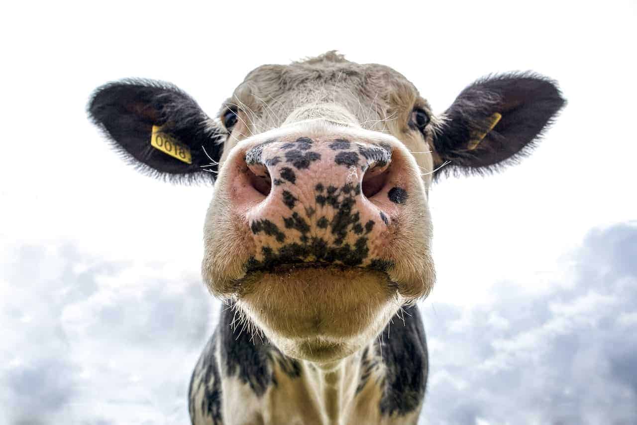 cow in a dream