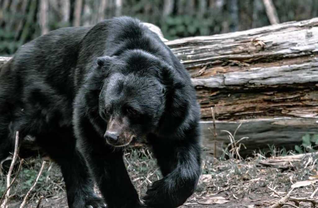 black bear roaming in the forest