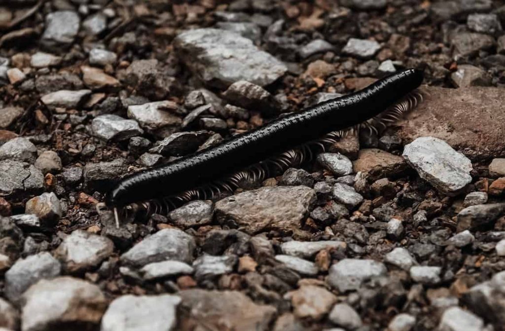 black centipede