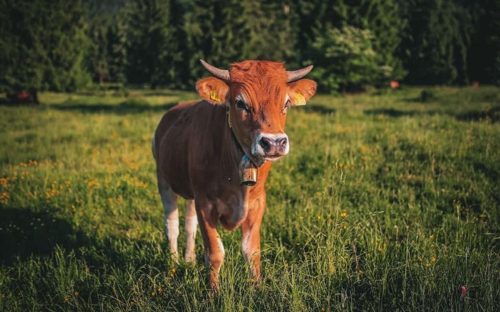 brown cow in a grass field