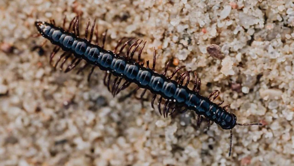 Centipede Dream Meaning Spiritual Messages Explained