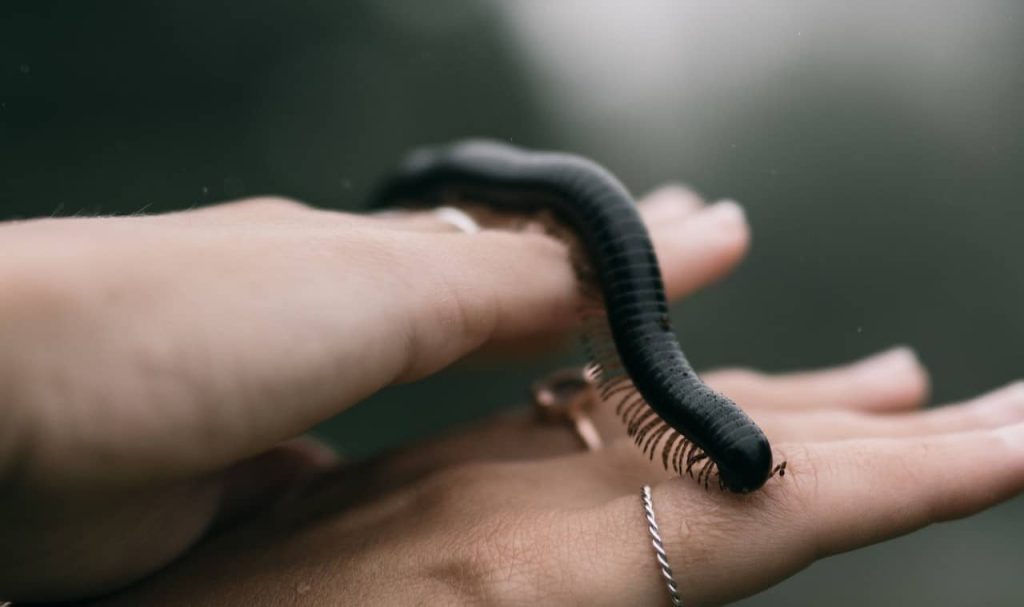 centipede on woman's hands