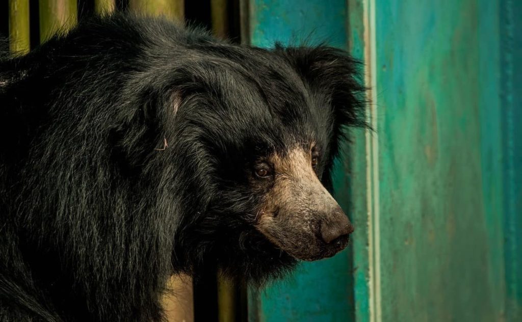 close up photo of a black bear