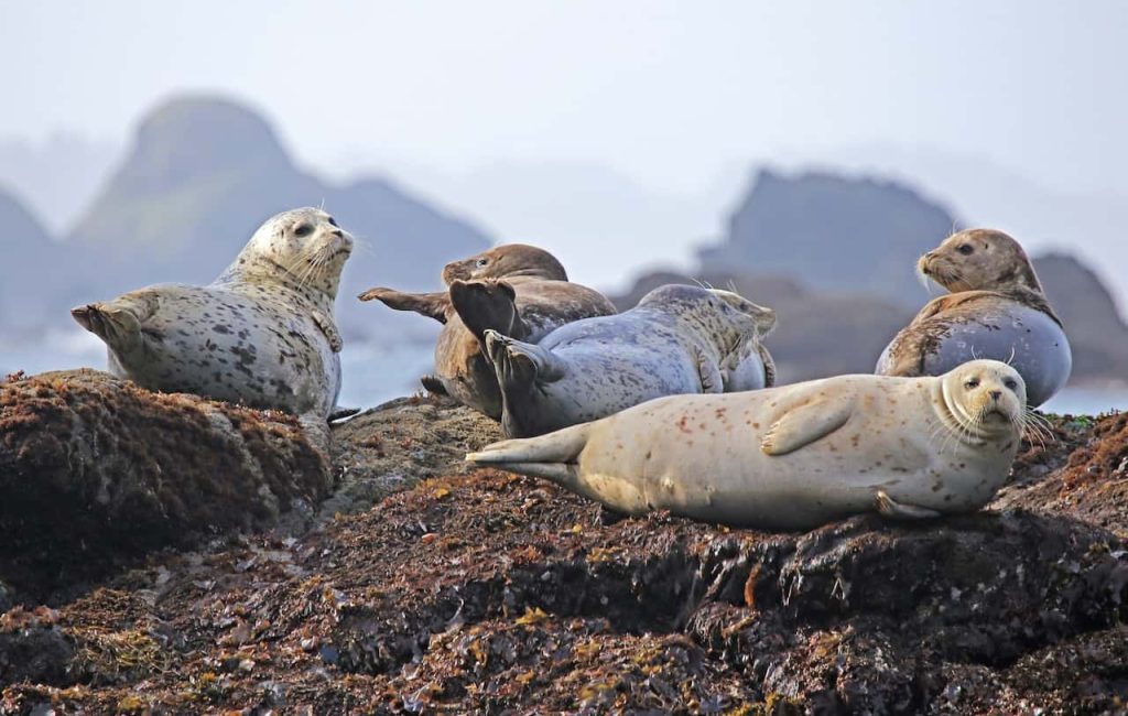 cute seals on the shore