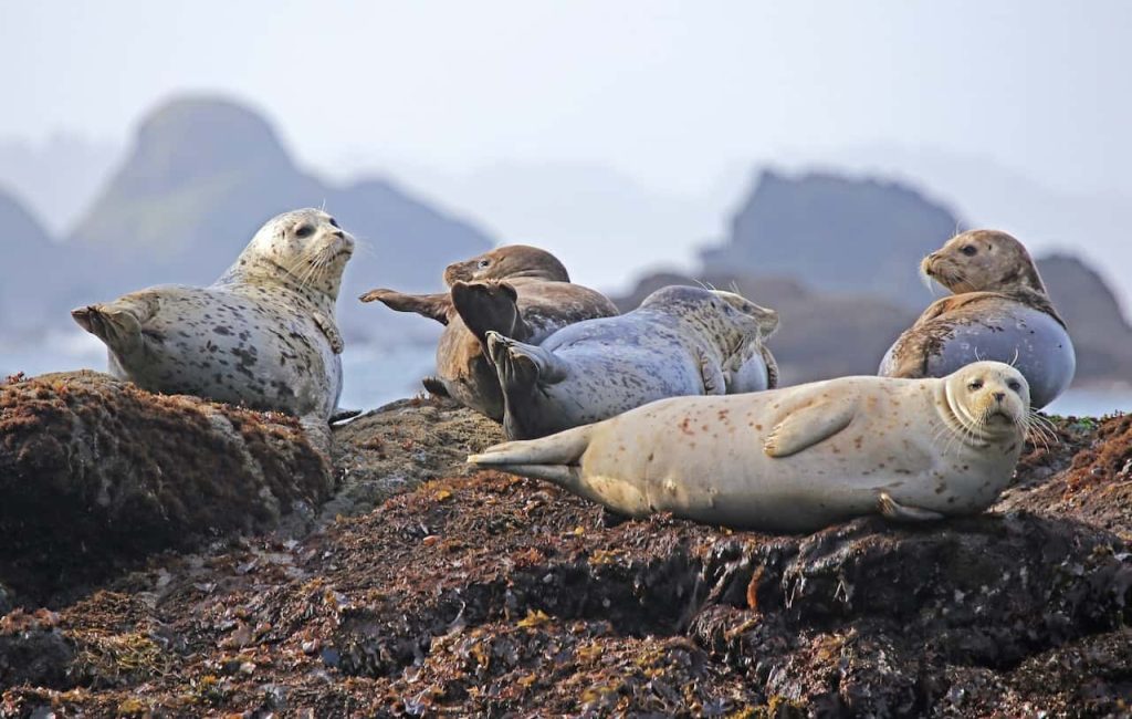 seal dream meaning