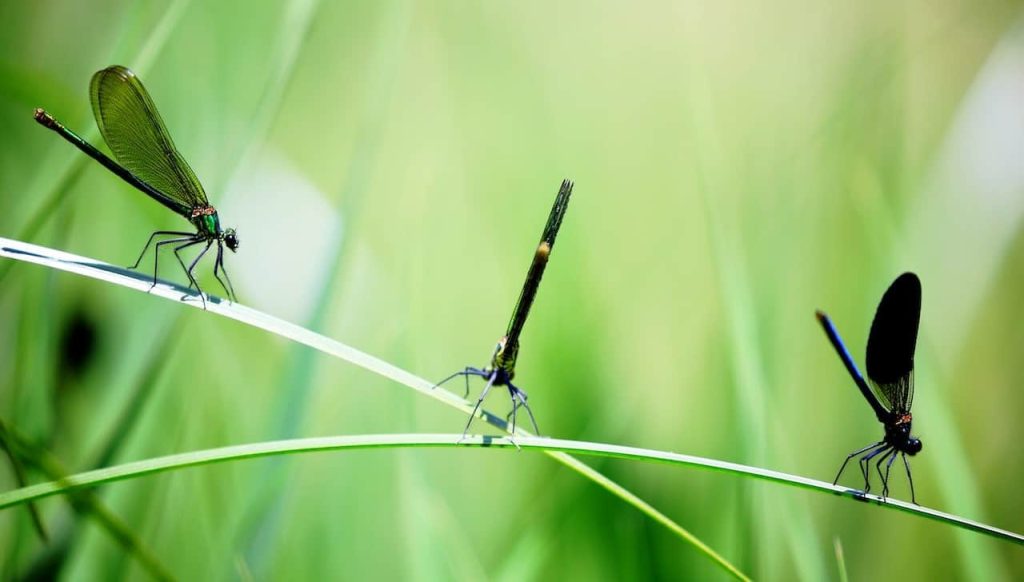 dragonflies on grass