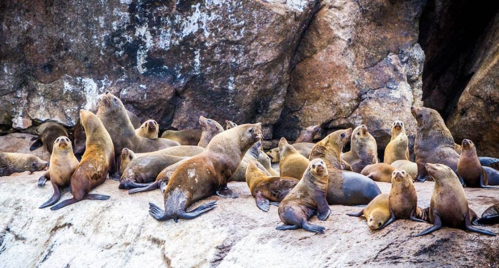 group of seals