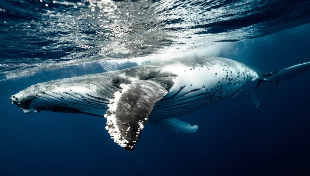 humpback whale underwater