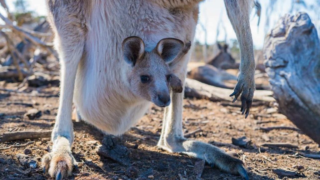 joey on a kangaroo pouch