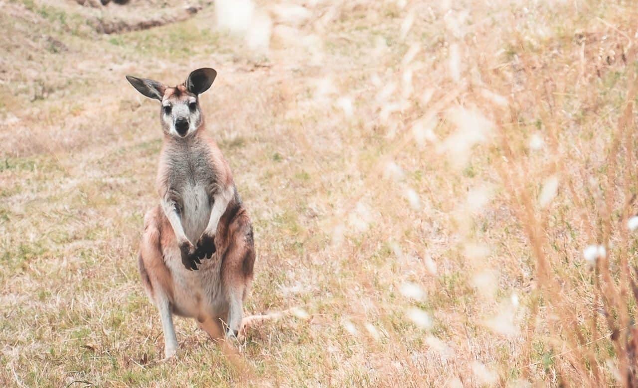 kangaroo on meadow