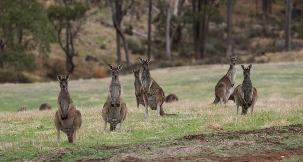 kangaroos on a field