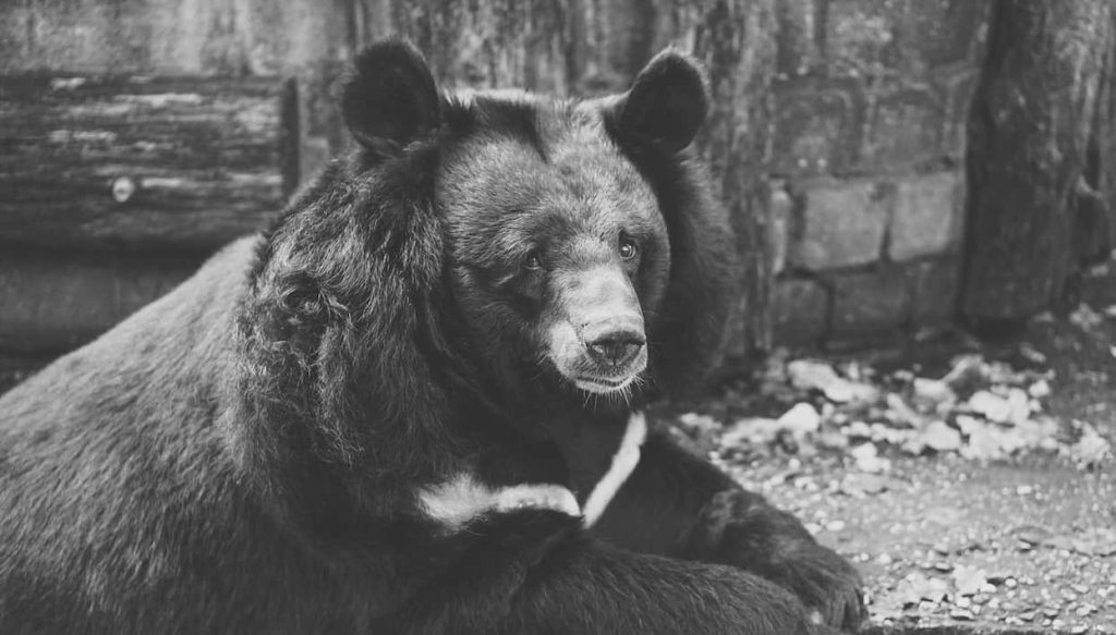 What Does It Mean To Dream About A Black Bear - Spiritual Interpretation -  iPublishing