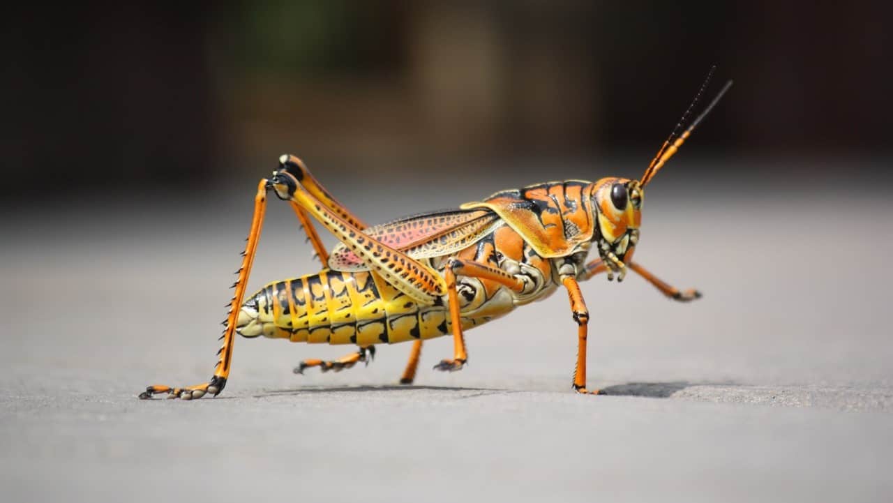 orange grasshopper