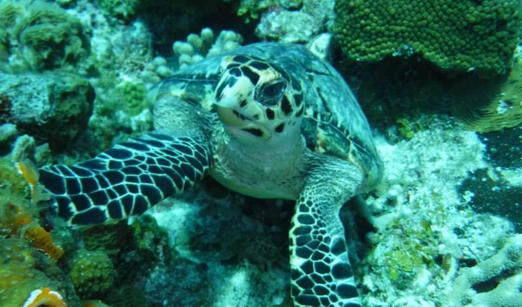 sea turtle